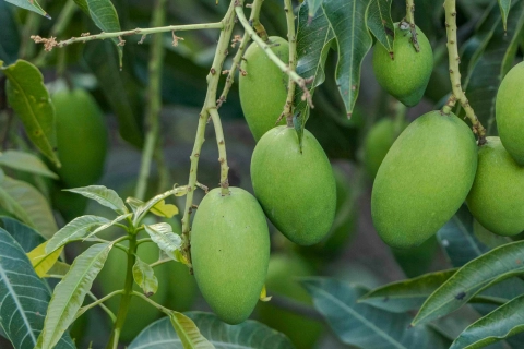 Frozen Mango